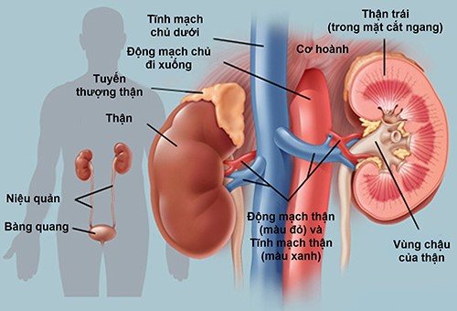 Chế độ dinh dưỡng hợp lý đối với bệnh nhân mắc thận mạn tính