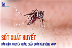 Phòng chống sốt xuất huyết